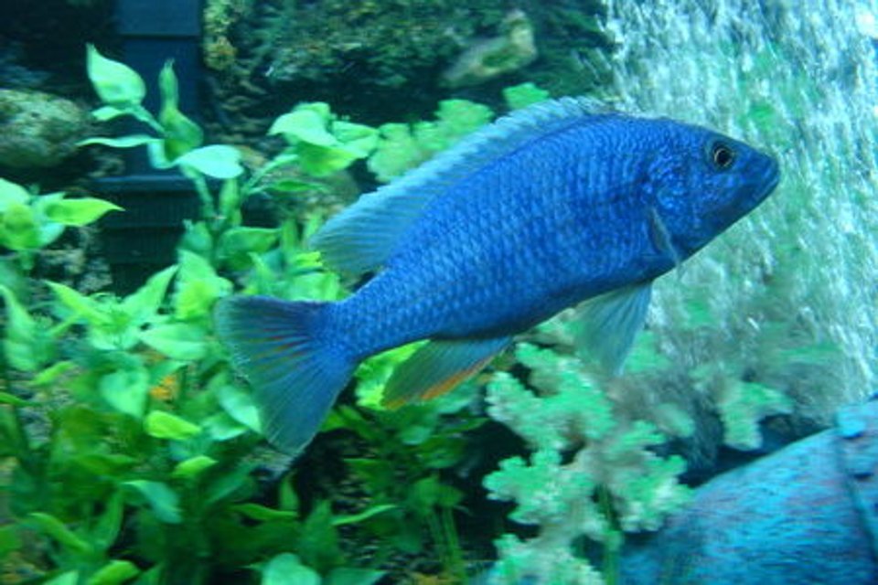 Rated #388: Freshwater Fish - Sciaenochromis Fryeri - Electric Blue Hap Stocking In 90 Gallons Tank - ELECTRIC BLUE