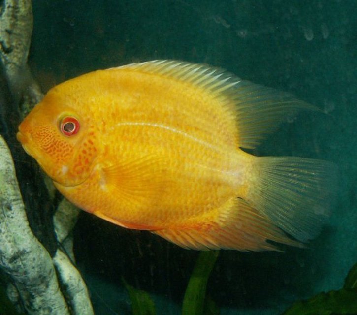 Rated #187: Freshwater Fish - Heros Serverus - Gold Severum Stocking In 110 Gallons Tank - Cichlid
