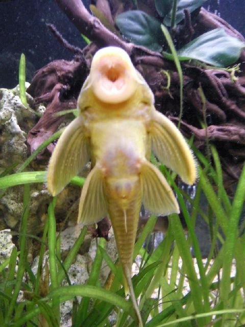 Rated #1477: Freshwater Fish - Baryancistrus Demantoides - Green Phantom Pleco Stocking In 96 Gallons Tank - Green phantom pleco L200