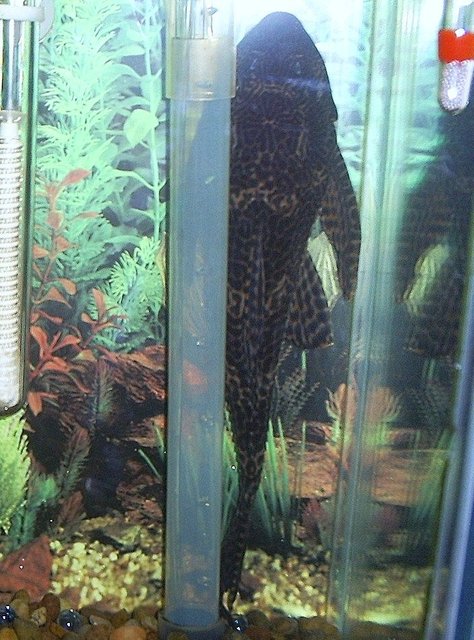 Rated #1352: Freshwater Fish - Glyptoperichthys Gibbiceps - Sailfin Pleco (l-83) Stocking In 29 Gallons Tank - 11 1/2 in algea eater. almost 4 yrs old