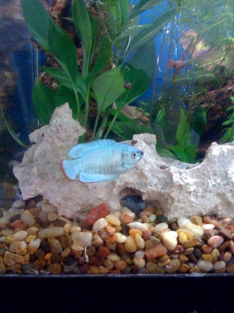 Rated #1253: Freshwater Fish - Colisa Lalia - Powder Blue Dwarf Gourami Stocking In 30 Gallons Tank - Dwarf Gourami