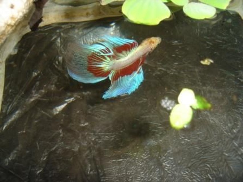 Rated #704: Freshwater Fish - Betta Splendens - Betta - Male Stocking In 70 Gallons Tank - betta splendens