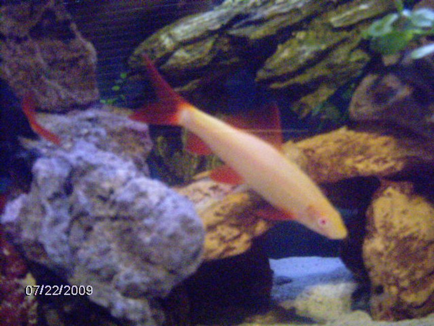 Rated #1673: Freshwater Fish - Epalzeorhynchos Frenatus - Albino Rainbow Shark Stocking In 30 Gallons Tank - my big albino rainbow, i call him bud master