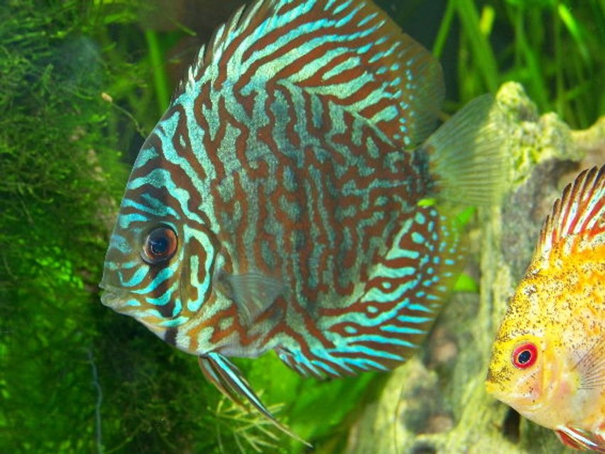 Rated #1667: Freshwater Fish - Blue Turquoise Discus Stocking In 300 Gallons Tank - blue turq discus