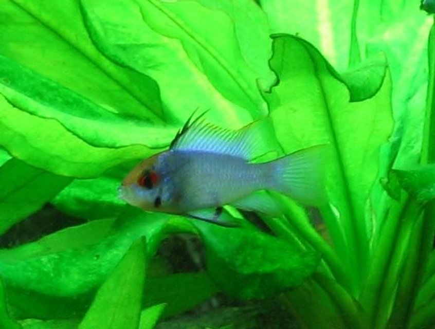 Rated #341: Freshwater Fish - Papiliochromis Ramirezi - Electric Blue Ram Stocking In 40 Gallons Tank - Electric Blue Ram