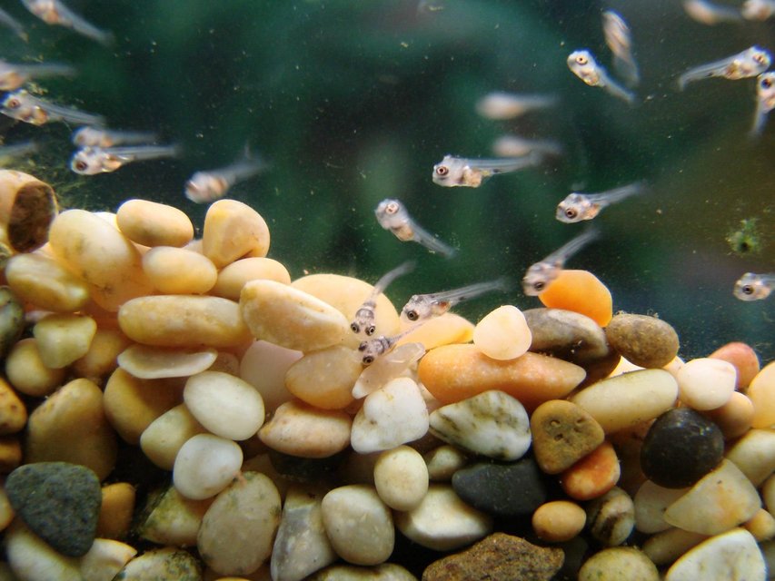 Rated #643: Freshwater Fish - Heros Serverus - Green Severum Stocking In 200 Gallons Tank - Green severum fry born june 09 which later died/were eaten by their parents