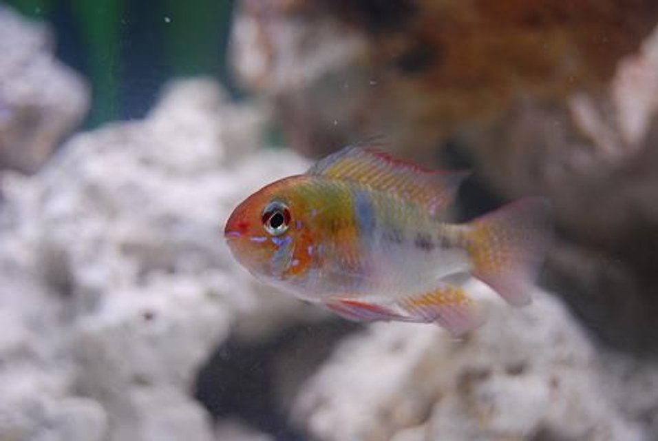 Rated #869: Freshwater Fish - Papiliochromis Ramirezi - German Gold Ram Stocking In 50 Gallons Tank - Microgeophagus Ramirezi