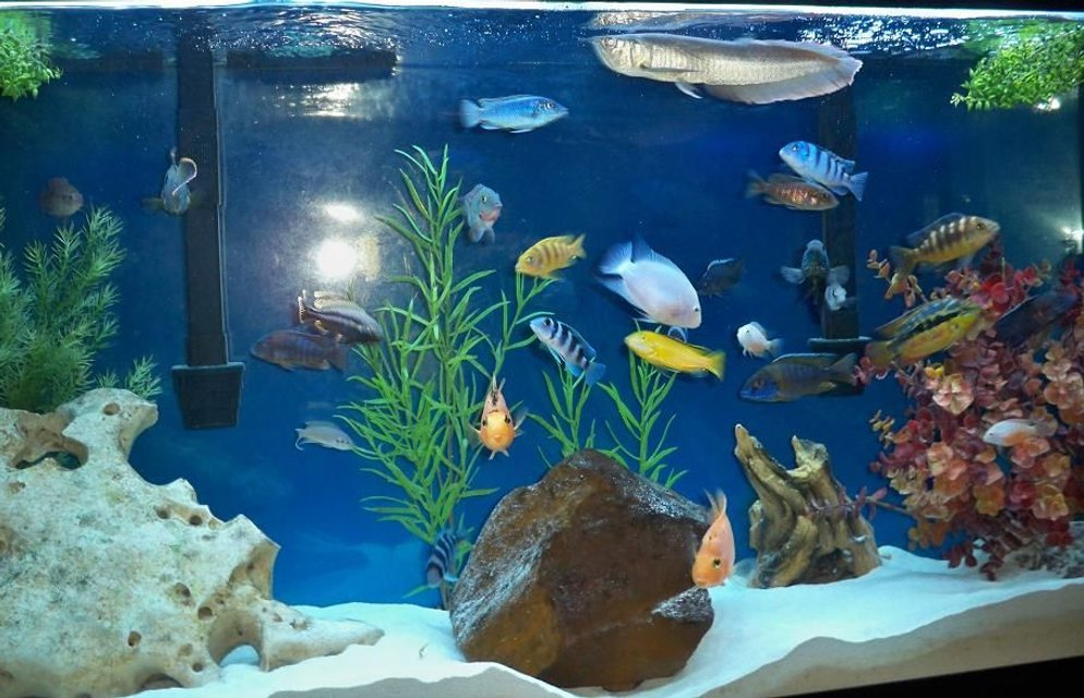 Rated #314: Freshwater Fish - Labidochromis Caeruleus - Electric Yellow Cichlid Stocking In 60 Gallons Tank - full view