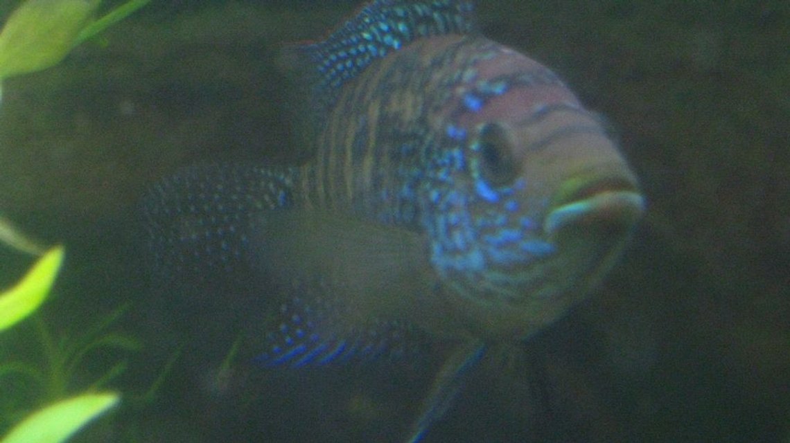 Rated #678: Freshwater Fish - Nandopsis Octofasciatum - Jack Dempsey Stocking In 65 Gallons Tank - Dempsey
