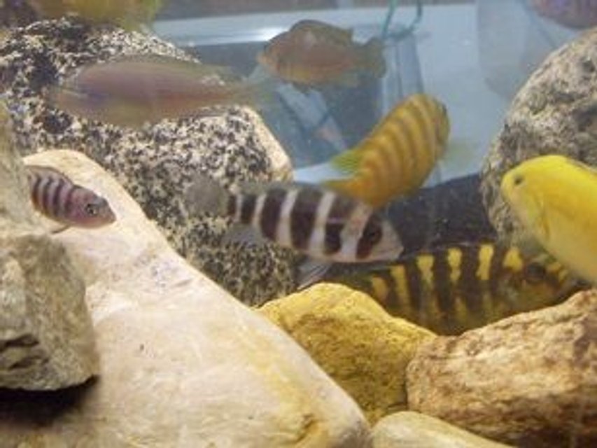 Rated #1904: Freshwater Fish - Cyphotilapia Frontosa - Frontosa Cichlid Stocking In 55 Gallons Tank - random pic