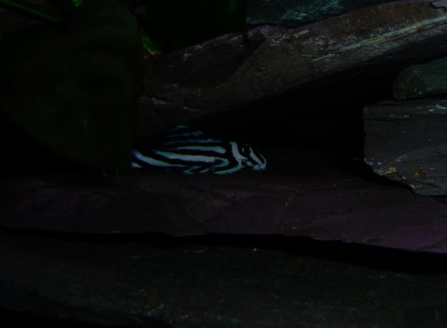 Rated #1275: Freshwater Fish - Hypancistrus Zebra - Zebra Pleco, True (l-46) Stocking In 28 Gallons Tank - One of my Zebras