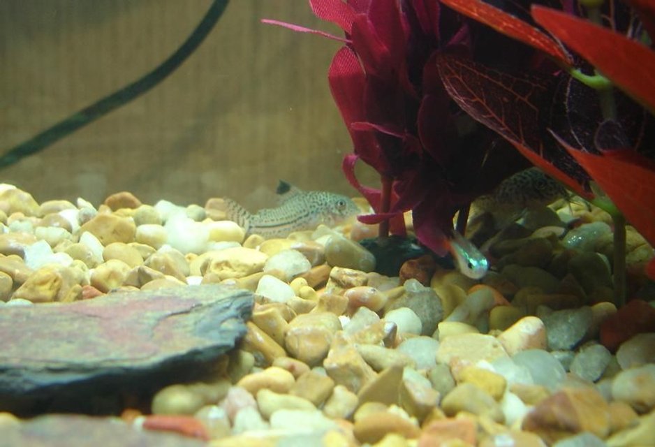Rated #1476: Freshwater Fish - Corydoras Elegans - Elegans Cory Cat Stocking In 10 Gallons Tank - The Cory's