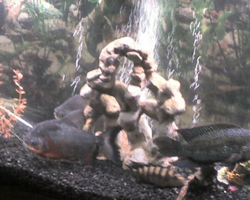 Rated #2259: Freshwater Fish - Pygocentrus Nattereri - Redbellied Pirhana Stocking In 55 Gallons Tank - the whole gang