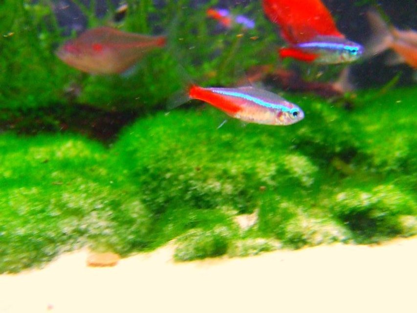 Rated #1432: Freshwater Fish - Paracheirodon Innesi - Neon Tetra Jumbo Stocking In 11 Gallons Tank - One of my Very colorful neon tetras that i had brought from my local shop, possibly one of the best neons yet ?