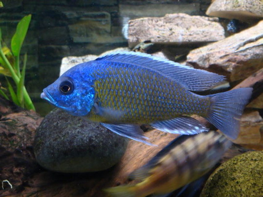 Rated #310: Freshwater Fish - Sciaenochromis Ahli - Electric Blue Cichlid Stocking In 51 Gallons Tank - Electric blue