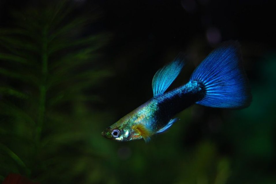 Rated #468: Freshwater Fish - Poecilia Reticulata - Blue Delta Guppy Stocking In 22 Gallons Tank - One Of My Guppy's.