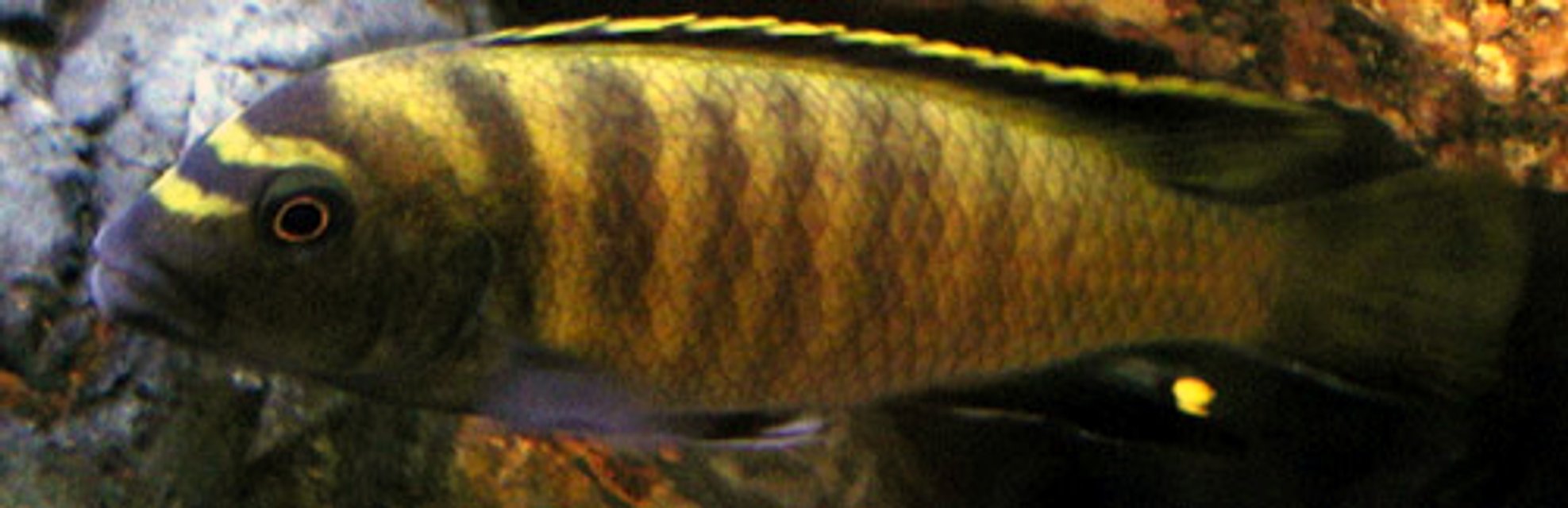 Rated #1416: Freshwater Fish - Pseudotropheus Flavus Stocking In 50 Gallons Tank - Who's Your Daddy?
Pseudotropheus flavus