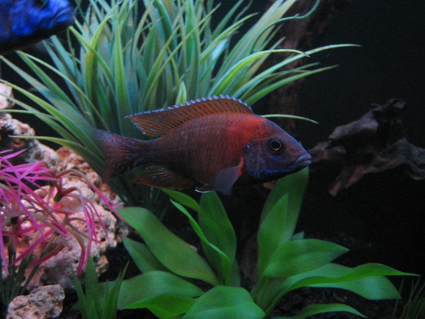 Rated #1312: Freshwater Fish - Aulonocara Rubescens - Ruby Red Peacock Stocking In 30 Gallons Tank - 4" Red Peacock