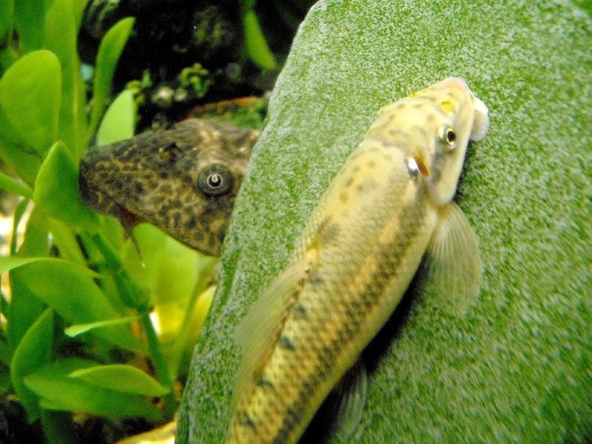 Rated #1663: Freshwater Fish - Gyrinocheilos Aymonieri - Gold Algae Eater Stocking In 20 Gallons Tank - leopard spotted pleco with sucking loach on slate grazing on algae