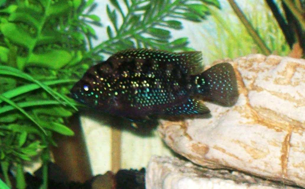 Rated #296: Freshwater Fish - Nandopsis Octofasciatum - Jack Dempsey Stocking In 55 Gallons Tank - jack dempsy fish, still young and little. very pretty