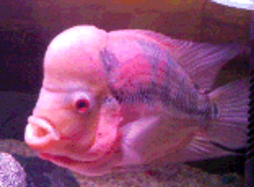 Rated #2206: Freshwater Fish - Cichlasoma Sp. - Flower Horn Cichlid Stocking In 84 Gallons Tank - Male Flowerhorn 12 inches. giant hump.