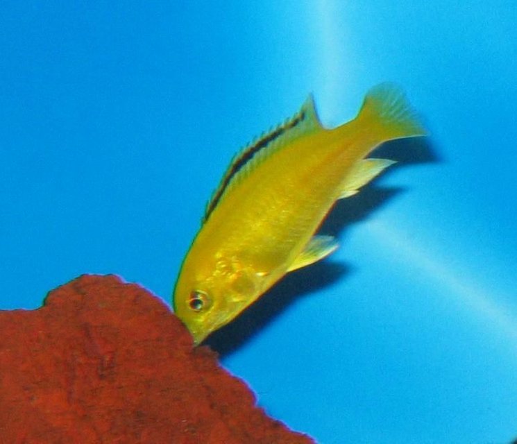 Rated #1783: Freshwater Fish - Labidochromis Caeruleus - Electric Yellow Cichlid Stocking In 30 Gallons Tank - young electric yellow lab - 2 weeks from the pet store