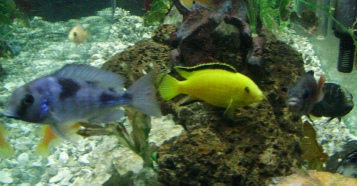 Rated #747: Freshwater Fish - Labidochromis Caeruleus - Electric Yellow Cichlid Stocking In 70 Gallons Tank - yellow lab named stripe and friends