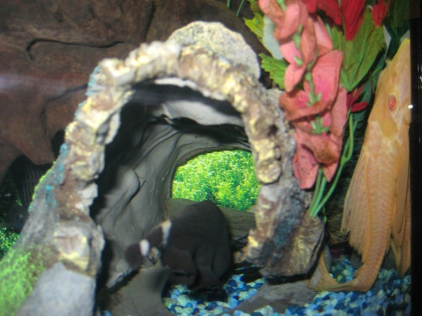 Rated #2176: Freshwater Fish - Notopterus Chitala - Clown Knife Fish Stocking In 55 Gallons Tank - My knife fish is too shy to show me his face, but on the other hand, my albino pleco is always peeping me out...