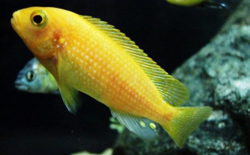 Rated #265: Freshwater Fish - Pseudotropheus Estherae - Red Zebra Cichlid Stocking In 55 Gallons Tank - Red Zebra - Metriaclima estherae
