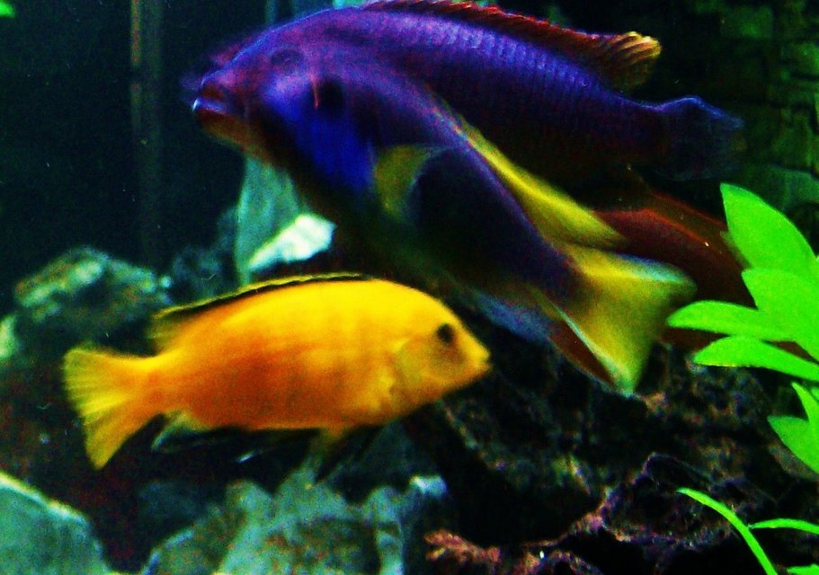 Rated #1156: Freshwater Fish - Labidochromis Caeruleus - Electric Yellow Cichlid Stocking In 125 Gallons Tank - Electric Yellow and Acei