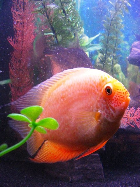 Rated #467: Freshwater Fish - Heros Serverus - Gold Severum Stocking In 55 Gallons Tank - This is my Golden Severum.  She is about 4-5".  Kinda a cool picture because she really looks round.  You can see where the nickname, "Poor Man's Discus" comes from.