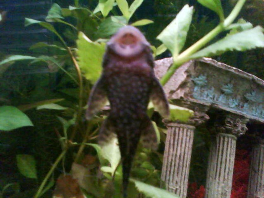 Rated #2354: Freshwater Fish - Ancistrus Sp. - Bushy Nose Pleco L-144 Stocking In 26 Gallons Tank - Sucky sucky!

(Bristlenose plec doing what he does best ;)