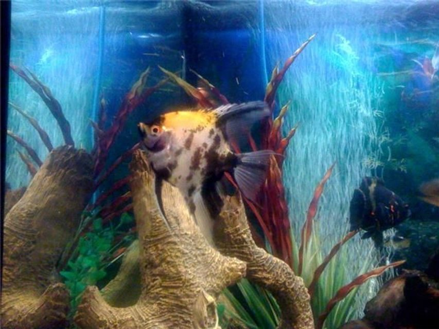 Rated #1741: Freshwater Fish - Pterophyllum Leopoldi - Leopold's Angelfish Stocking In 48 Gallons Tank - Leopold Angel