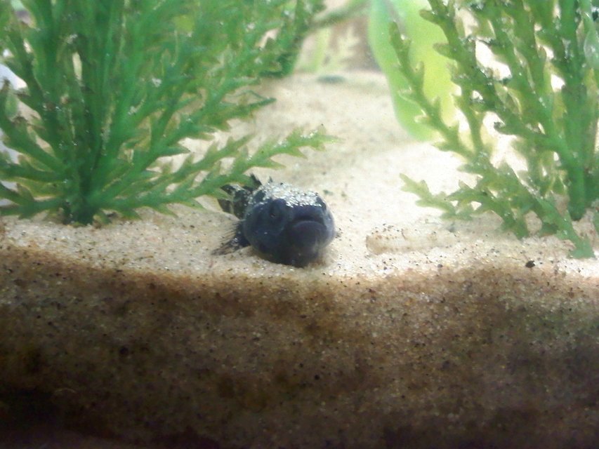 Rated #907: Freshwater Fish - Gobioides Broussonnetii - Prehistoric Dragon Goby Stocking In 14 Gallons Tank - Goby a bit miffed at sand settling on his head after cleaning.