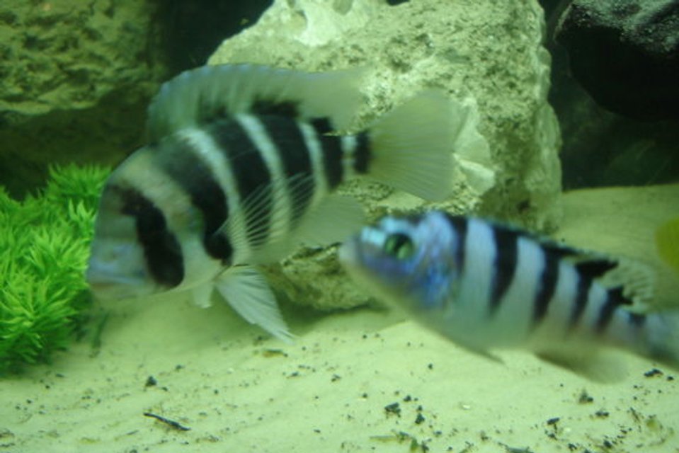 Rated #112: Freshwater Fish - Cyphotilapia Frontosa - Frontosa Cichlid Stocking In 350 Gallons Tank - Frontosa and his wanna be