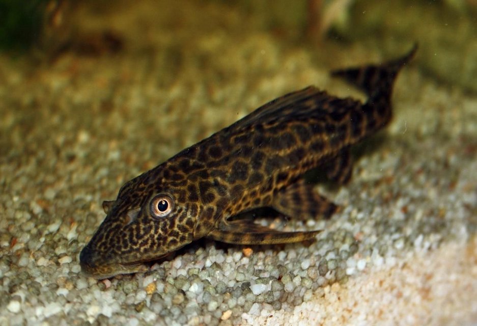 Rated #163: Freshwater Fish - Hypostomus Plecostomus - Common Pleco Stocking In 65 Gallons Tank - My common Pleco, giving me the eye