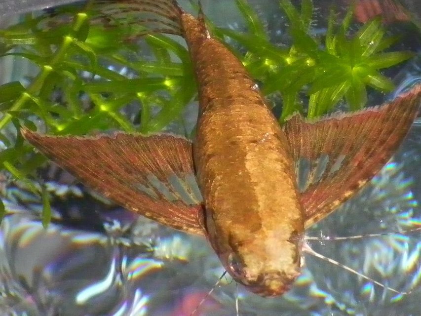 Rated #724: Freshwater Fish - Pantodon Buchholzi - African Butterflyfish Stocking In 29 Gallons Tank - African butterfly fish