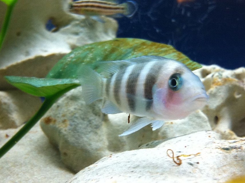 Rated #1159: Freshwater Fish - Cyphotilapia Frontosa - Frontosa Cichlid Stocking In 52 Gallons Tank - frontosa