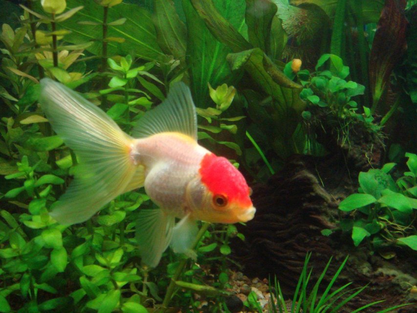 Rated #312: Freshwater Fish - Carassius Auratus - Red Cap Oranda Goldfish Stocking In 25 Gallons Tank - redcap