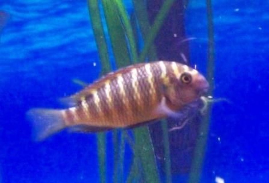 Rated #2139: Freshwater Fish - Tropheus Moorii Stocking In 46 Gallons Tank - Tropheus Moorii Red Chimba