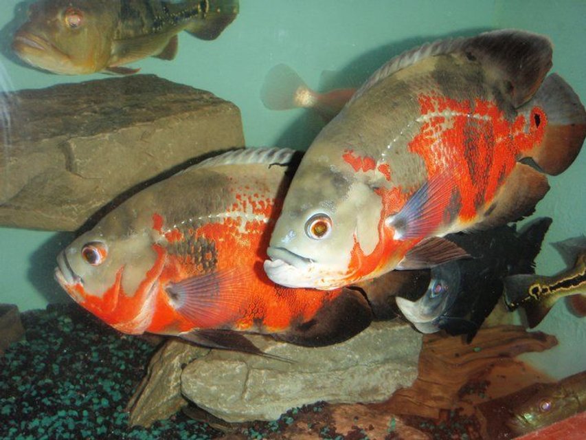 Rated #217: Freshwater Fish - Astronotus Ocellatus - Red Oscar Stocking In 275 Gallons Tank - oscars