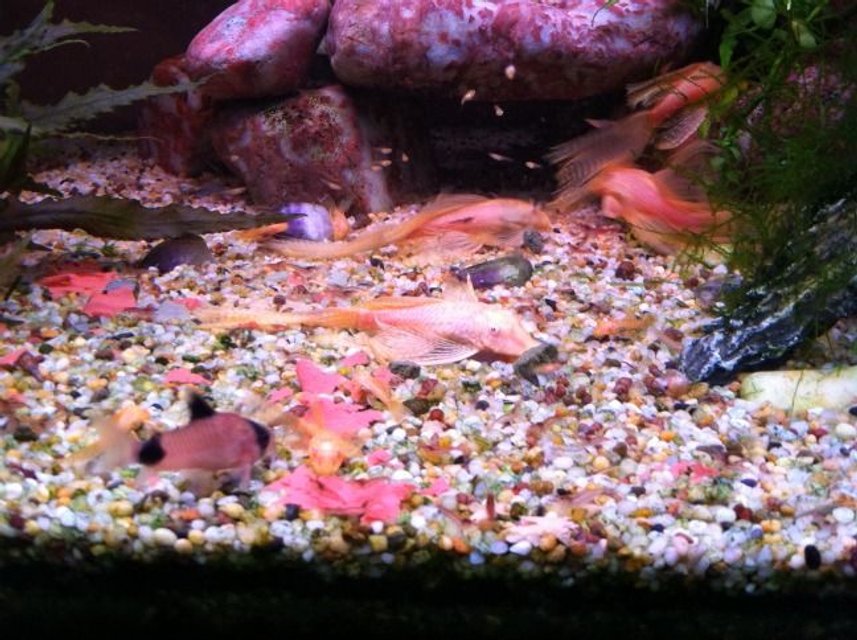 Rated #2150: Freshwater Fish - Corydoras Panda - Panda Cory Cat Stocking In 60 Gallons Tank - Feeding time