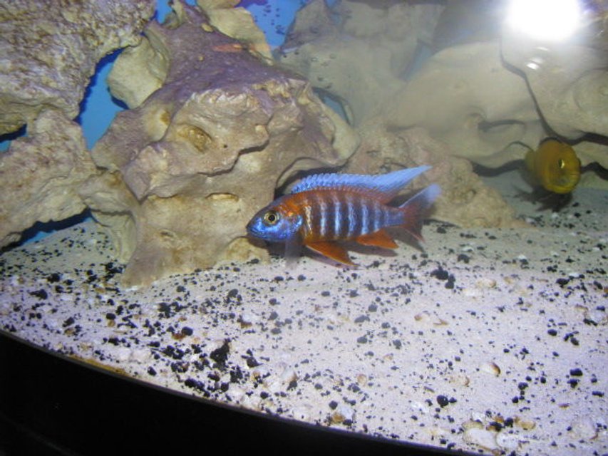 Rated #618: Freshwater Fish - Aulonocara Jacobfreibergi - Eureka Red Stocking In 92 Gallons Tank - red eureka