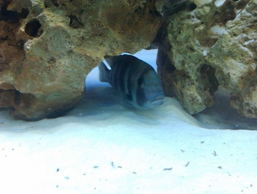 Rated #917: Freshwater Fish - Cyphotilapia Frontosa - Frontosa Cichlid Stocking In 160 Gallons Tank - Frontosa