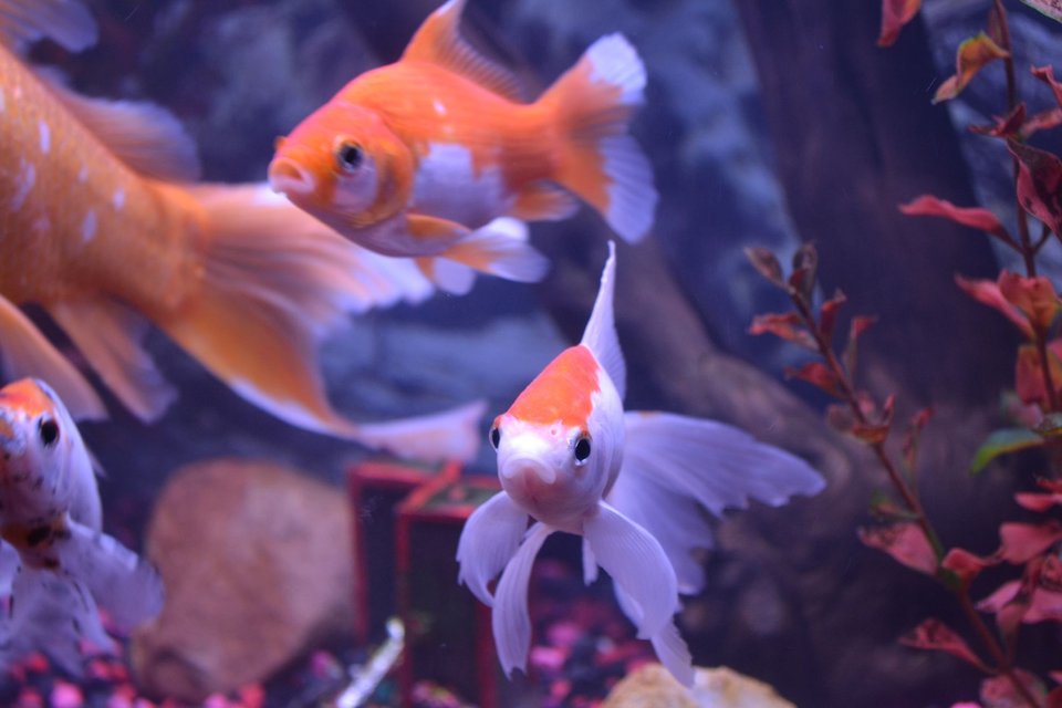 Rated #1339: Freshwater Fish - Carassius Auratus - Fantail Goldfish Stocking In 75 Gallons Tank - OUR FISH RECENTLY ENCOUNTERED "TAIL(FIN) ROT", NOW THE'RE BACK BETTER THAN EVER