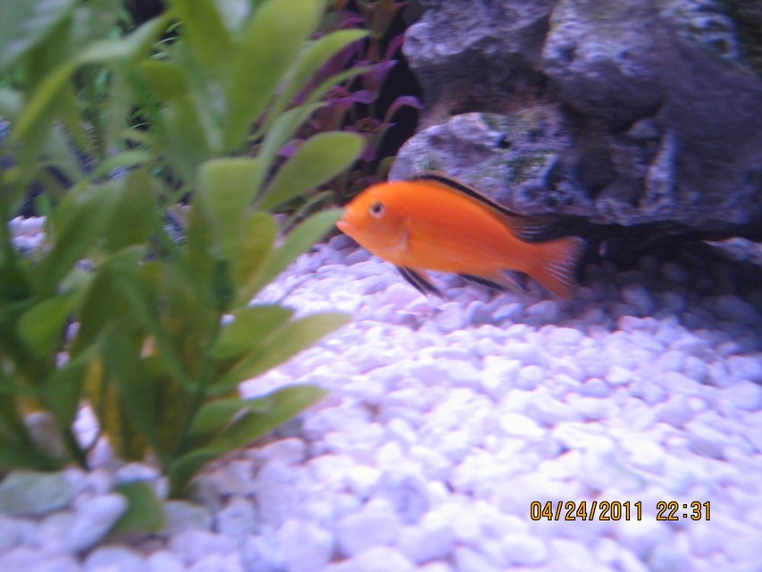 Rated #398: Freshwater Fish - Labidochromis Caeruleus - Electric Yellow Cichlid Stocking In 125 Gallons Tank - Lab just chillin.