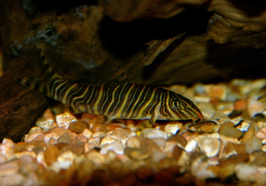 Rated #230: Freshwater Fish - Botia Striata - Zebra Loach Stocking In 30 Gallons Tank - This is one of the 2 Zebra Loachs I have in my tank. Very beautiful fish!