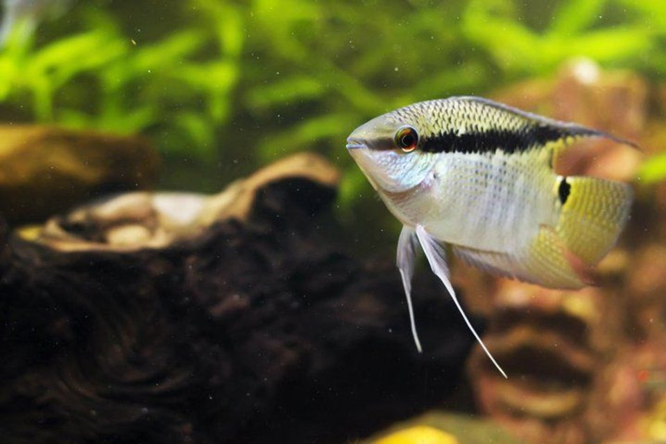 Rated #274: Freshwater Fish - Mesonauta Festivus - Festive Cichlid Stocking In 75 Gallons Tank - My festive.