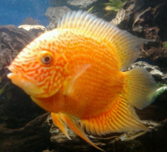 Rated #264: Freshwater Fish - Heros Serverus - Severum Stocking In 210 Gallons Tank - my orange severum