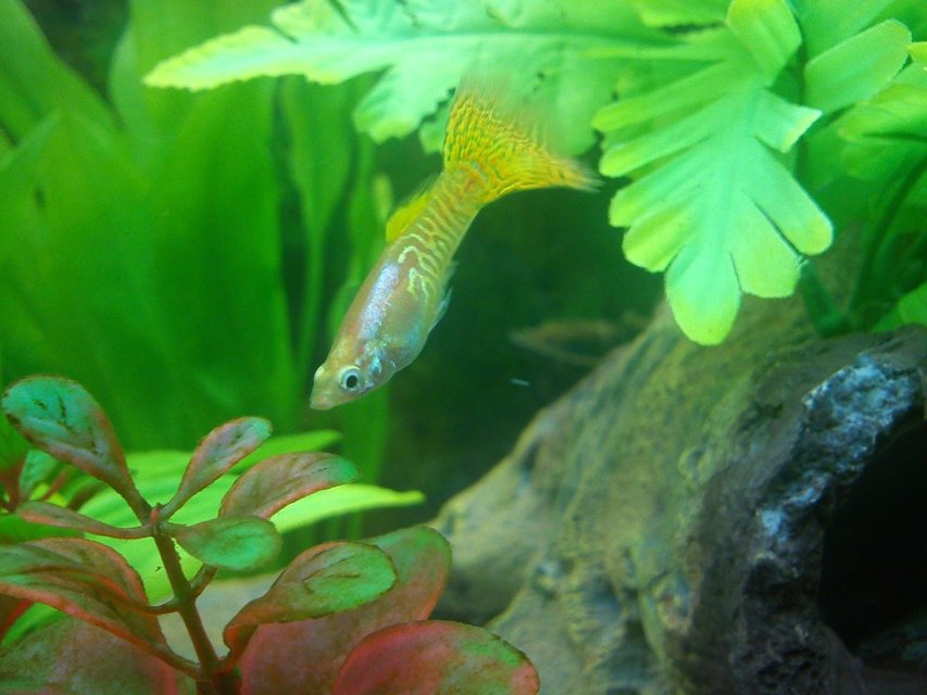 Rated #1688: Freshwater Fish - Poecilia Reticulata - Lemon Cobra Guppy Stocking In 40 Gallons Tank - Yellow Guppy!